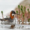 Lyskonoh uzkozoby - Phalaropus lobatus - Red-necked Phalarope 5804